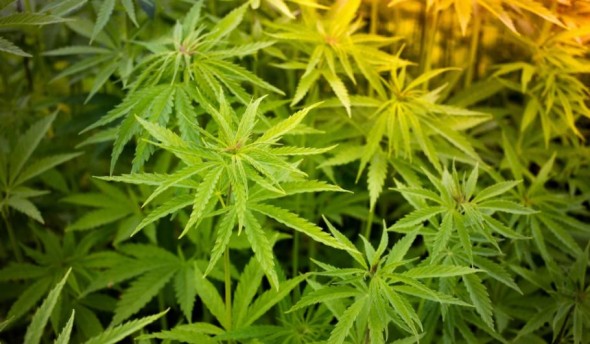 O țară din Europa ar putea legaliza consumul de canabis în următoarele săptămâni